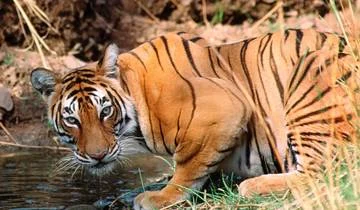 Golden Triangle Tour With Ranthambore With Luxury 4 Star Hotels Group/Private